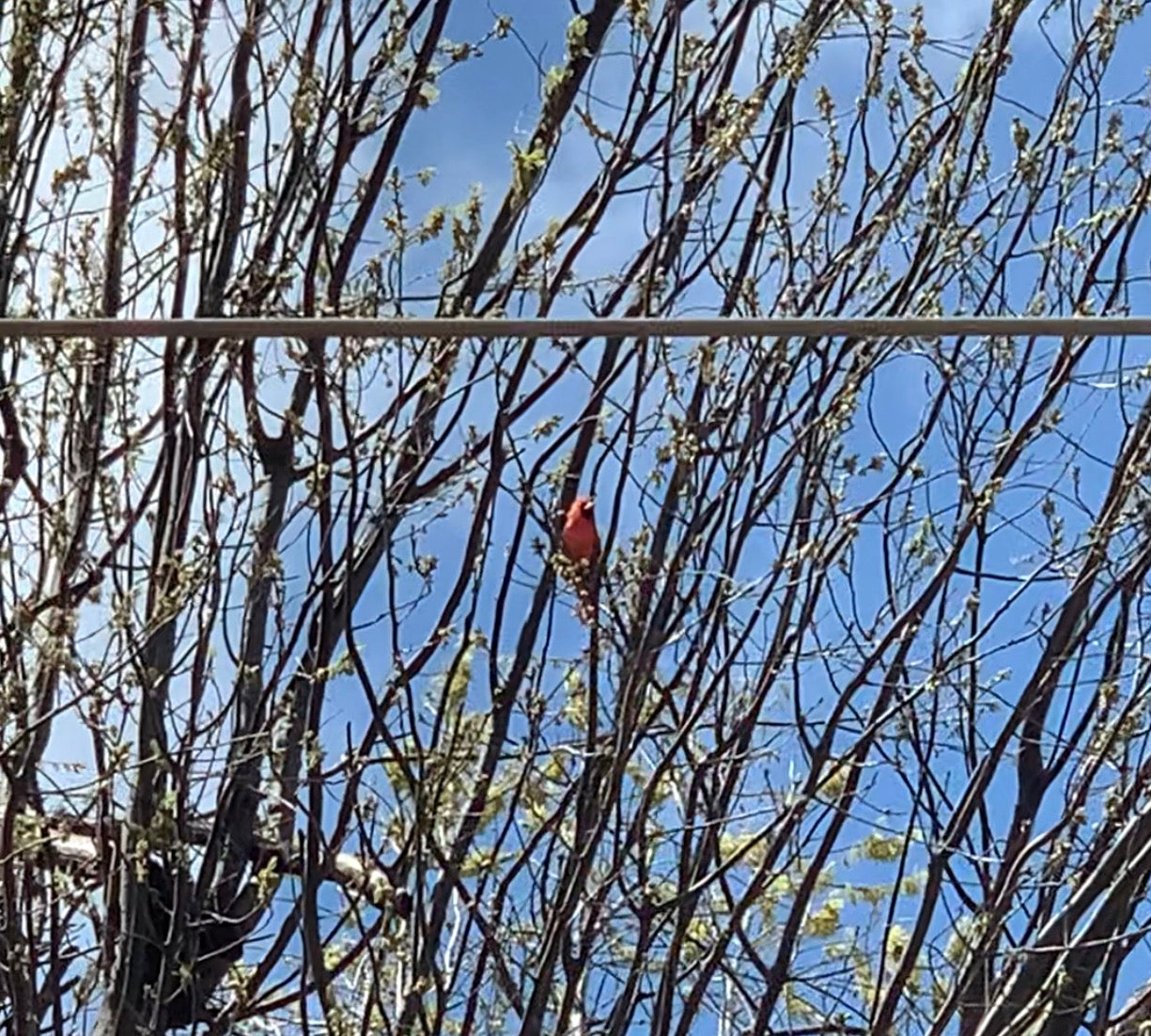 Red eyes and red birds