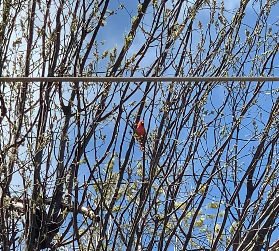 Red eyes and red birds
